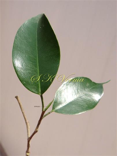  Leafy branch